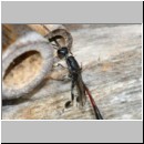 Gasteruption cf jaculator - Gichtwespe w02a 15mm.jpg